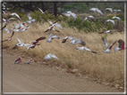 foto Flora e Fauna Australiana